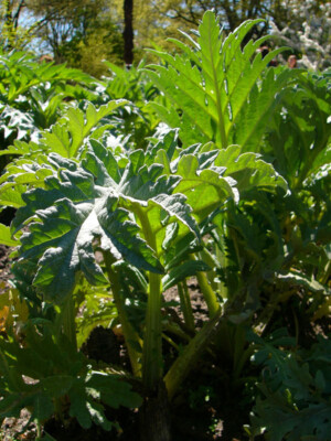 Cardy / Spanische Artischocke (Cynara cardunculus) - ca. 20 Samen