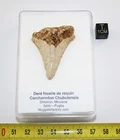 RARE! Fossil Shark Tooth Carcharodon Chubutensis In A Box (Italy)