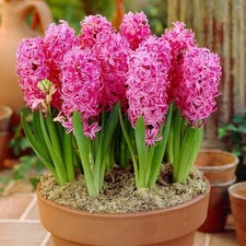 8 - PINK FROSTING HYACINTH Flower Bulbs  - Great in Beds, Borders & Window Boxes
