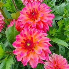 2 - BELFLOOR Decorative Dahlia Bulb Tuber Clump  * LOTS OF BOLD COLORS