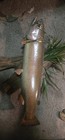 Large Rainbow Trout Real Skin Mount And Scene — photo 4