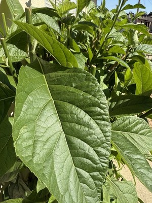 Freshly picked Bitter Leaf-  Ewuro / Onugbu /Katu :  Vernonia amygdalina