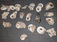 Oyster Clusters (20) sets RARE - Unique Beach Decor 2+ per piece 