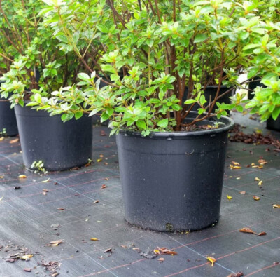 5 PCS 20 Gallon Plastic Nursery Pots Garden Large Premium Plant Pot | eBay