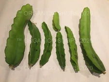 DRAGON FRUIT CUTTINGS - MULTIPLE VARIETIES - 8" - 10: SIZE