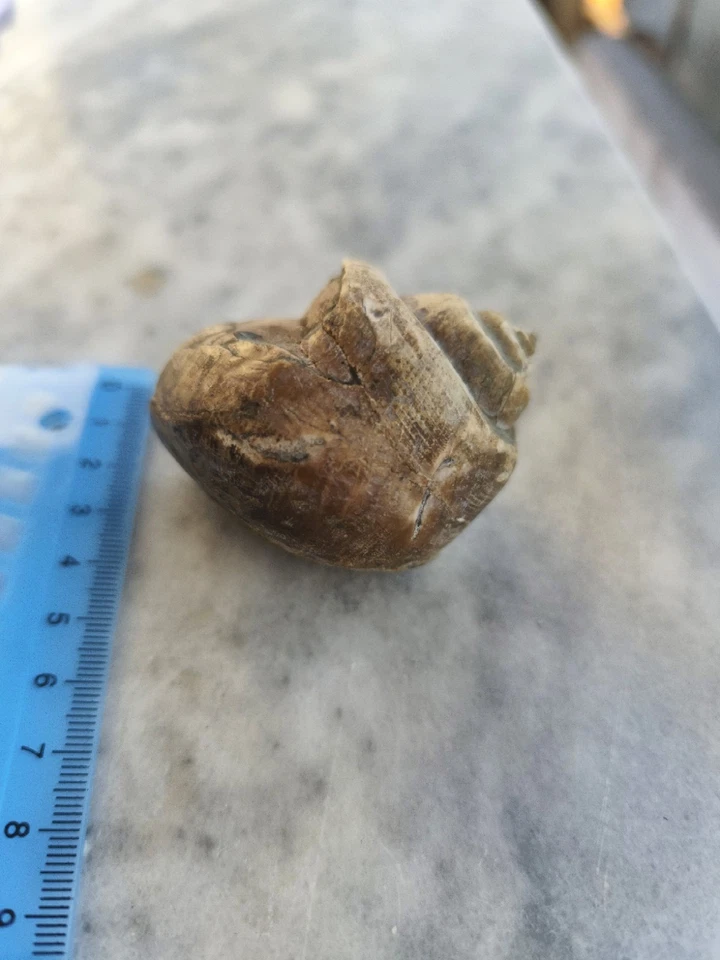 Snail fossil - Very Good Preservation - Balkan Region - Image 3 of 4