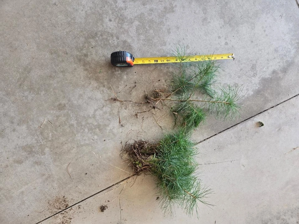 White Pine Trees - Starter - Bare Root - 10 to 14 inches tall - 20 Trees - Image 2 of 2
