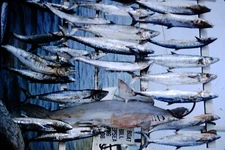 Original slide photo 1958 Kodachrome Florida Keys Fishing Catch Shark 