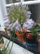 Agapanthus Shades Of Grey - 10 FRESH SEEDS - Free UK Delivery