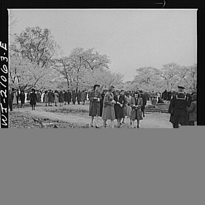 Washington DC Cherry Blossoms 1940s People Admiring Blossoms Park Scene