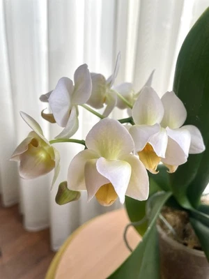 Phalaenopsis Orchidee Burgundy Peloric Pelorisch Multiflora  - Bild 1 von 4
