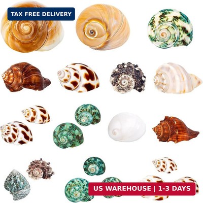 21PCS Hermit Crab Shells | Assorted Natural Sea Conch Size 1.3''-3.2'' | Growth Tu
