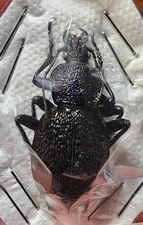 Carabidae Procerus tauricus ssp. Russia 43mm+ Carabus Carabid Beetle Calosoma