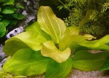 Amazon Sword Tropical Echinodorus harbich HEALTHY AQUARIUM PLANTS SHRIMP SAFE