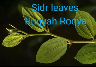  dried Sidr leaves,lote Leaves Ruqyah, Roqya, Destroy Magic and Evil Eye, 4 oz.