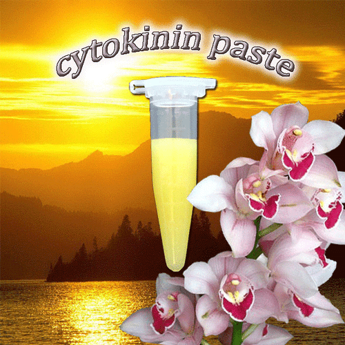 Keiki Paste, Phalaenopsis, floriculture, Orchid, cloning, cytokinin paste