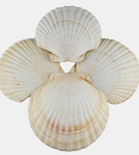Lot 4 Large Natural Scallop Shells 6-1/2" Baking Beach Coastal Decor Crafts