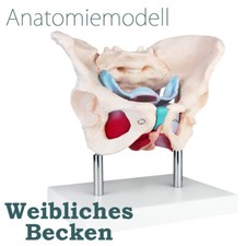 Lebensgro&szlig;es weibliches Becken / Pelvis mit Muskeln und Organen