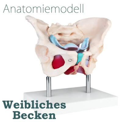 Lebensgroßes weibliches Becken / Pelvis mit Muskeln und Organen