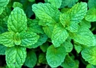 BEAUTIFUL Peppermint Mint Seeds NON-GMO 100+ SEEDS BUY 4 ITEMS FREE SHIPPING