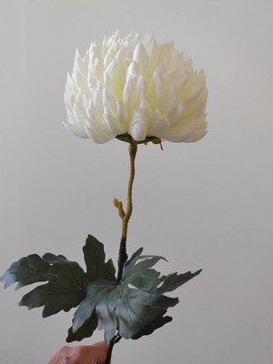 Einzelner hoher Stiel Elfenbein Kugel Chrysantheme 