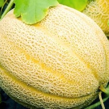 Hales Best Jumbo Cantaloupe Seeds | NON-GMO Cantaloupe Seeds |  Heirloom Seeds