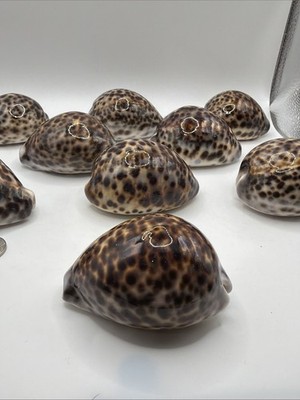 Single Select Large Tiger Cowrie(Cypraea Tigris) Shell Appr 3  Craft Beach Decor