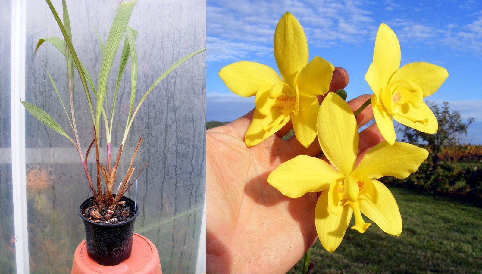 Orchidée Jaune Spathoglottis kimballiana Fleur d'Intérieur Facile