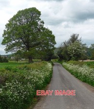 PHOTO  COUNTRY ROAD NEAR MORE (2) BIG ROADSIDE OAK BY THE SIDE OF THE ROAD JUST