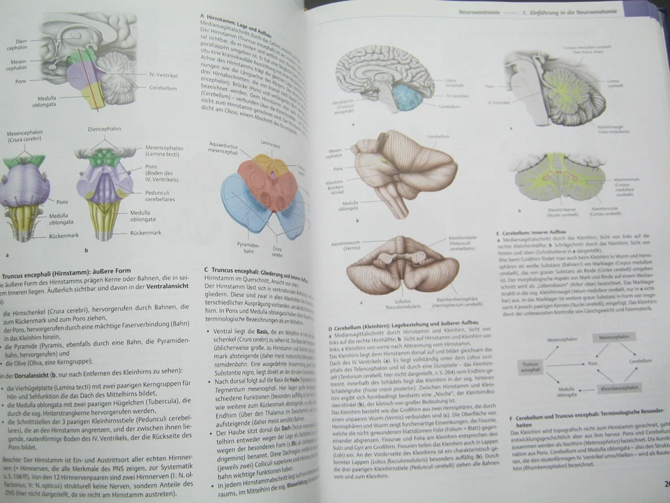 Prometheus Lernatlas der Anatomie Kopf, Hals und Neuroanatomie Michael Schünke - Bild 3 von 4