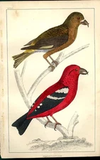 Original Old Antique Print American Crossbill H/C 1855 Birds Natural History
