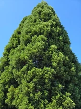 Giant Sequoia from Oregon- Sequoiadendron giganteum  large 22-24"