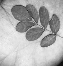 one leaf indigofera tinctoria
