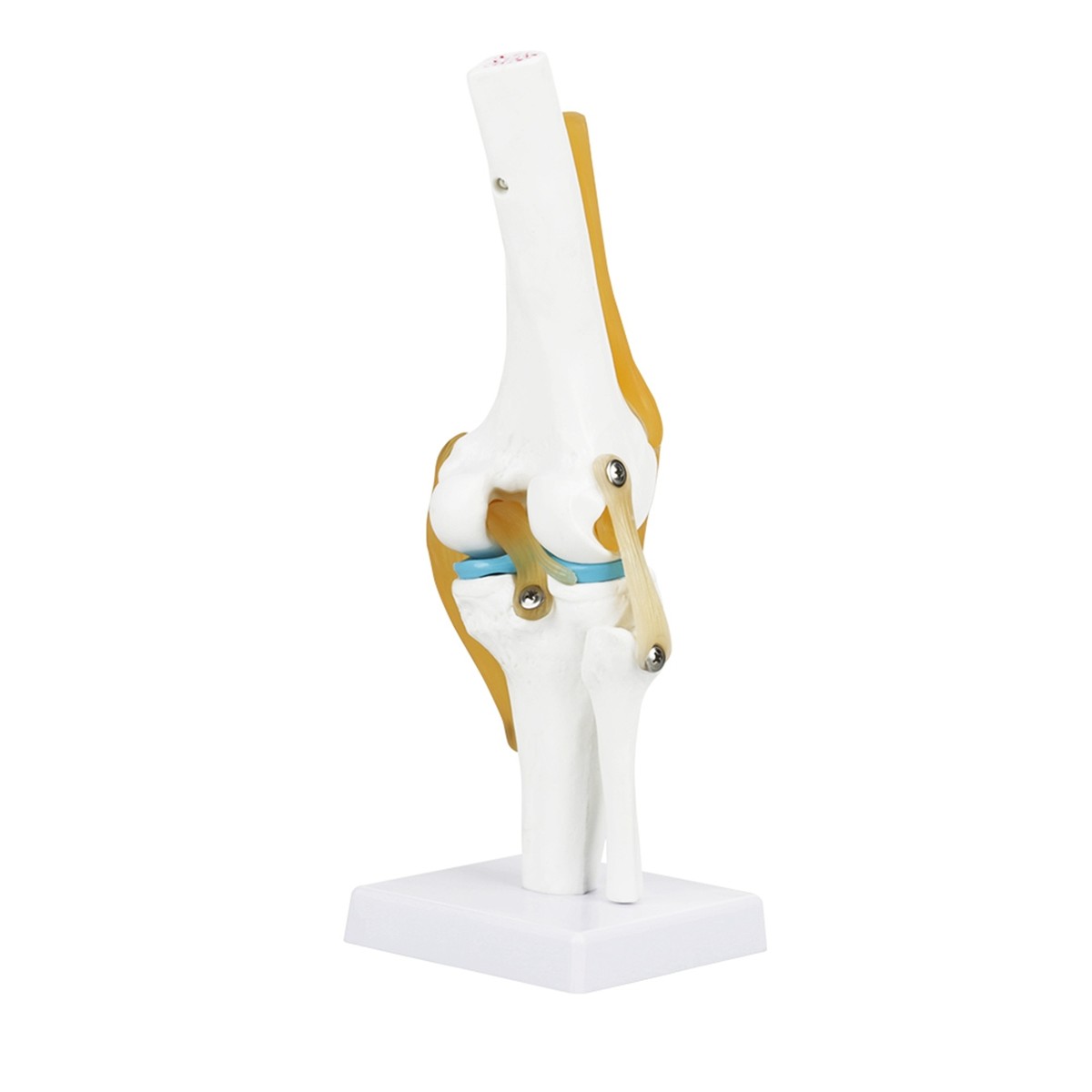 Modular Knee Model Functional Knee Model Boxwizard Life-Size Knee Joint Model - Anatomical ...