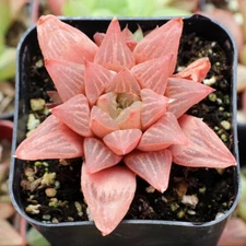 Haworthia retusa geraldii Live Haworthia Plant Real Fully Rooted home 2" Pot
