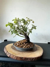 AWESOME! Fantastic APRICOT DRIFT Pre-Bonsai, 15 Years, Huge Trunk #822