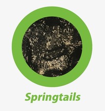    Live Temperate Springtails on Charcoal: The Ultimate Terrarium Clean-Up Crew 