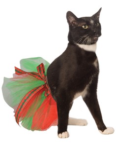Détails Sur Rouge Noël Vert Animal Chien Chat Vacances Ballet Jupe Tutu