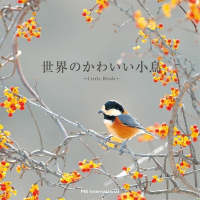 Cute birds in the worldKeisuke Ueda