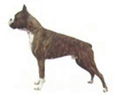 Car Window BOXER Dog Breed Decal 2-sided...Clearance Priced