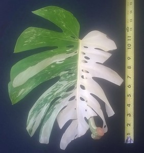 Variegated Monstera Albo Variegata White Borsigiana Large ...