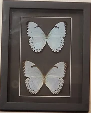 Real framed  Morpho Catenarius (M&F)from Brazil  in Custom shadowbox