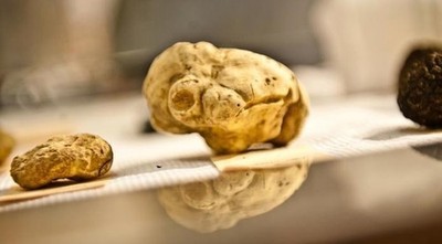 70 Gramm weißer Alba-Trüffel. Ein hochgeschätzter frischer italienischer weißer