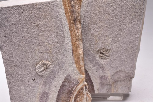 TRILOBITE FOSSIL PAIR , Odontopleura markhami. Forbes, NSW, Australia F371 - Bild 3 von 6