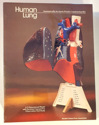LINDBERG Vintage Human Lung 3D Anatomically Accurate Model Kit No. 71340 **NEW**