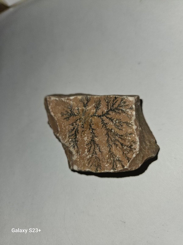 Antique Plant 🪴 Fossil Rock 🪨 Nice Example of a Fossil 