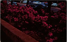 Vintage Postcard Azaleas in Full Bloom Cleveland Park Greenville, S.C.