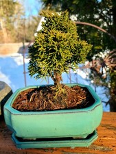 Pre Bonsai Juniper Shimpaku in decorative pot