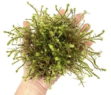 Rough Goose Neck Moss Clump (Rhytidiadelphus triquetrus) Living Moss Terrarium