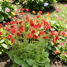 Geum Plant in 3L Pot - Hardy Perennial Flowering Garden